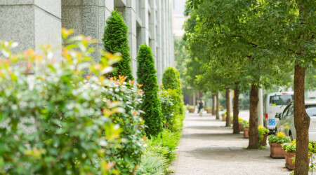 sidewalk and row of trees in italian street in tokyo, japan