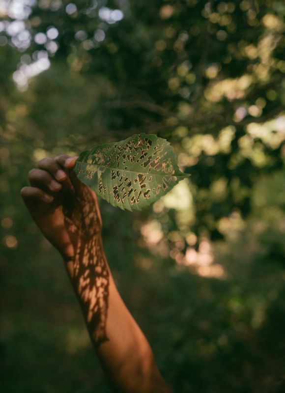 Main dans les feuilles